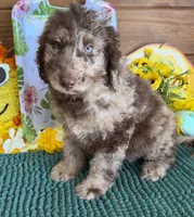Speck, a male Miniature Labradoodle for sale in Gaffney, SC – 2 of 4