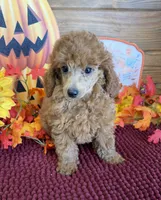 Flannigan, a male Poodle - Miniature  for sale in Gaffney, SC – 3 of 3