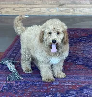 Thompson, a male Miniature Goldendoodle for sale in Gaffney, SC – 9 of 9