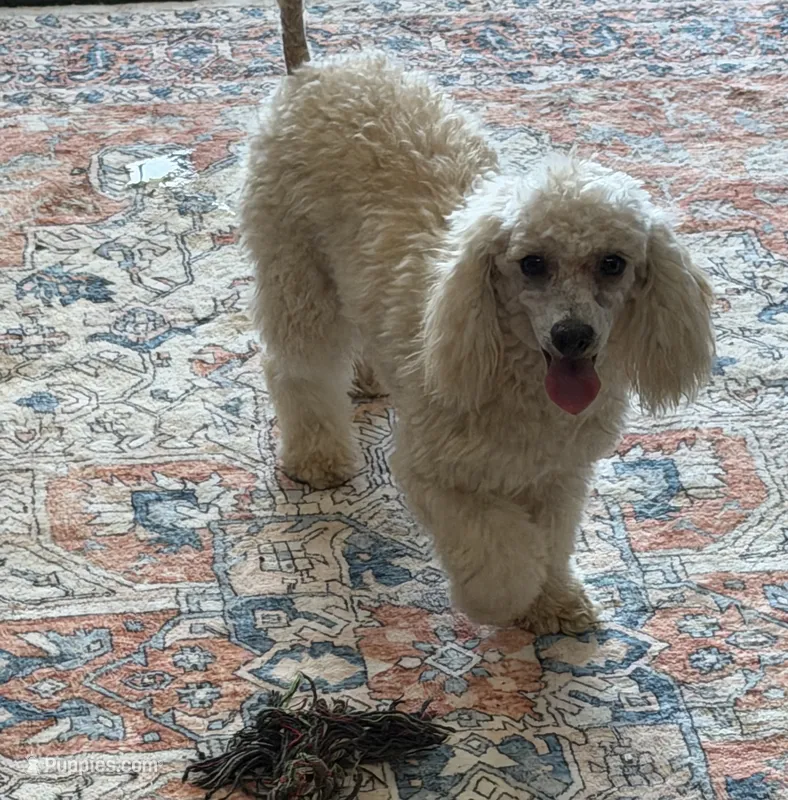 Newton – Poodle - Toy  puppy for sale in Gaffney, SC