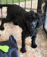 Lilly, a female Poodle - Toy  for sale in Gaffney, SC – 5 of 5