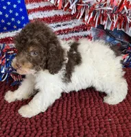 Millie, a female Cockapoo for sale in Gaffney, SC – 3 of 4