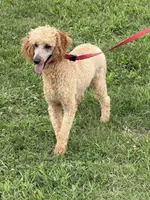 Ben, a male Poodle - Miniature  for sale in Gaffney, SC – 6 of 6