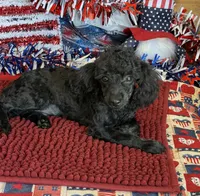 Cuddles, a female Poodle - Toy  for sale in Gaffney, SC – 3 of 4