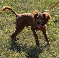 Paul, a male Miniature Labradoodle for sale in Gaffney, SC – 2 of 3