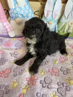 Jet, a female Miniature Labradoodle for sale in Gaffney, SC – 3 of 3