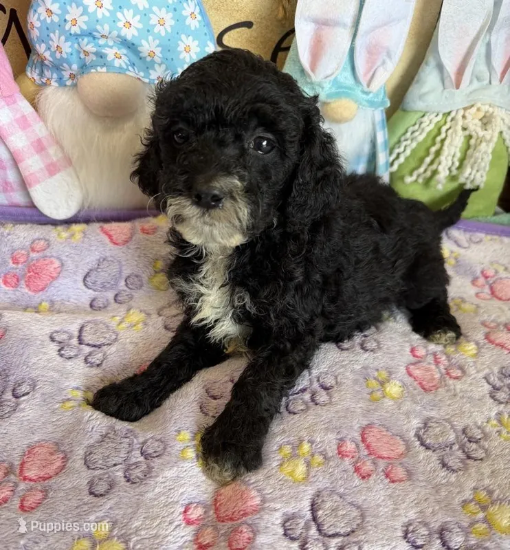 Jet – Miniature Labradoodle puppy for sale in Gaffney, SC