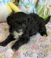 Jet, a female Miniature Labradoodle for sale in Gaffney, SC – 2 of 3