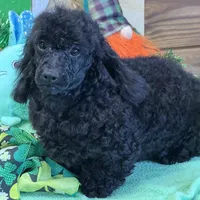 Arlo, a male Poodle - Toy  for sale in Gaffney, SC – Photo 6 of 7