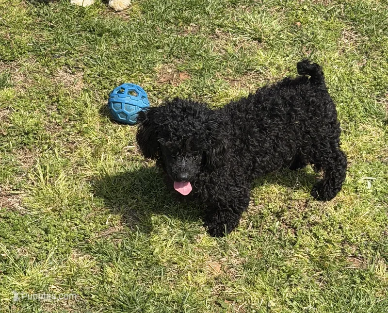 Arlo – Poodle - Toy  puppy for sale in Gaffney, SC