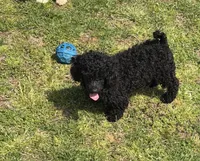 Arlo, a male Poodle - Toy  for sale in Gaffney, SC – Photo 1 of 7