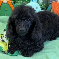 Arlo, a male Poodle - Toy  for sale in Gaffney, SC – Photo 3 of 7