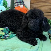 Arlo, a male Poodle - Toy  for sale in Gaffney, SC – Photo 4 of 7