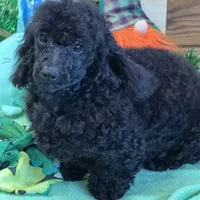 Arlo, a male Poodle - Toy  for sale in Gaffney, SC – Photo 5 of 7