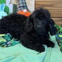 Arlo, a male Poodle - Toy  for sale in Gaffney, SC – Photo 7 of 7
