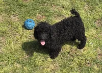 Arlo, a male Poodle - Toy  for sale in Gaffney, SC – Photo 2 of 7