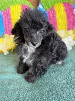 Cory, a male Poodle - Toy  for sale in Gaffney, SC – 2 of 3
