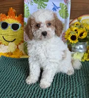 Bonnie, a female Miniature Goldendoodle for sale in Gaffney, SC – 3 of 4