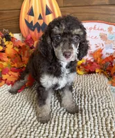 Lainey, a female Poodle - Miniature  for sale in Gaffney, SC – 4 of 4