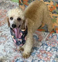 Benji, a male Poodle - Miniature  for sale in Gaffney, SC – 5 of 5