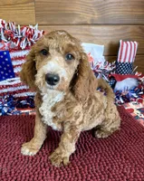 Squirt, a male Miniature Labradoodle for sale in Gaffney, SC – 2 of 3