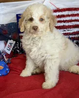 Spirit, a male Miniature Goldendoodle for sale in Gaffney, SC – 8 of 9
