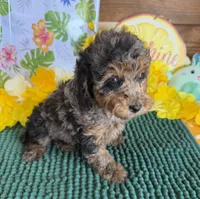 Bella, a female Cockapoo for sale in Gaffney, SC – 4 of 4