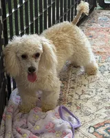 Newton, a male Poodle - Toy  for sale in Gaffney, SC – 4 of 9