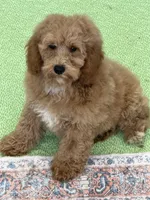 Thompson, a male Miniature Goldendoodle for sale in Gaffney, SC – 6 of 6