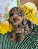 Bella, a female Cockapoo for sale in Gaffney, SC – 3 of 4