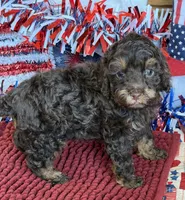 Snickers, a female Cockapoo for sale in Gaffney, SC – 4 of 4