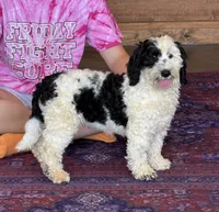 Oreo, a female Miniature Labradoodle for sale in Gaffney, SC – 7 of 8