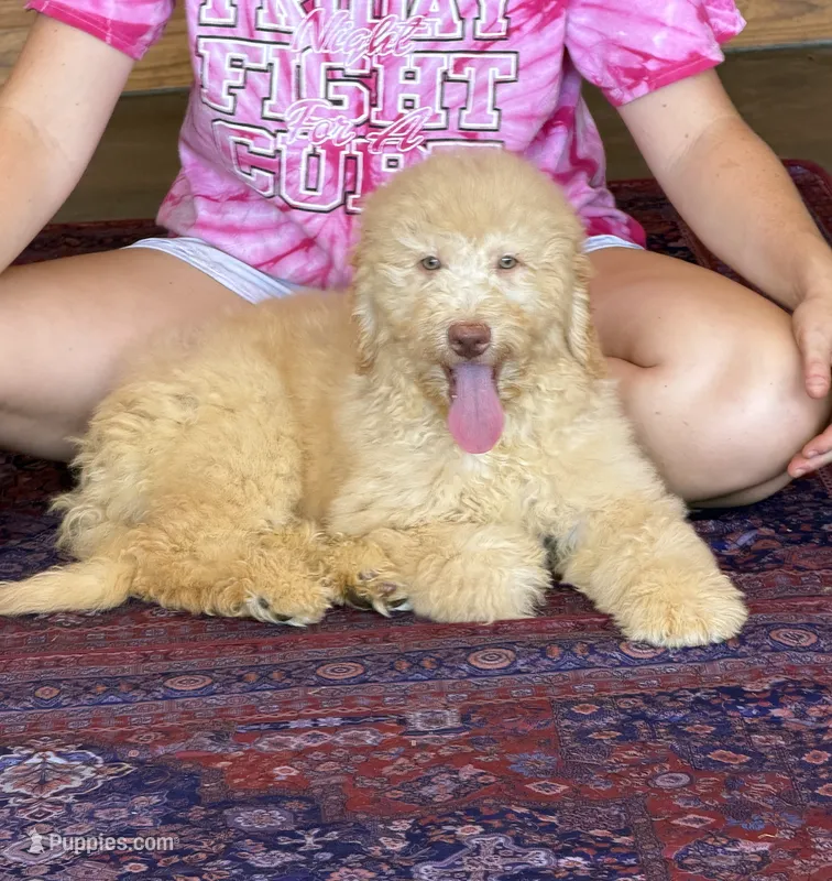 Sunshine – Labradoodle puppy for sale in Gaffney, SC