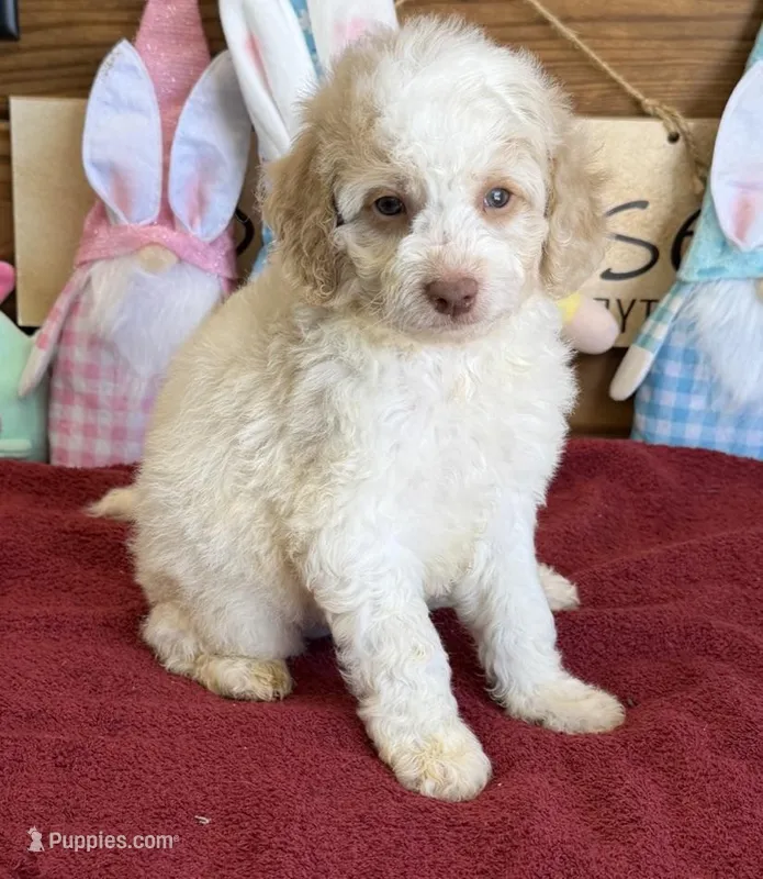 Spirit – Miniature Goldendoodle puppy for sale in Gaffney, SC