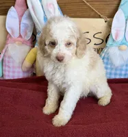 Spirit, a male Miniature Goldendoodle for sale in Gaffney, SC – Photo 2 of 3