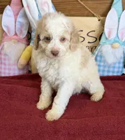 Spirit, a male Miniature Goldendoodle for sale in Gaffney, SC – Photo 3 of 3