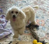 Newton, a male Poodle - Toy  for sale in Gaffney, SC – 2 of 9