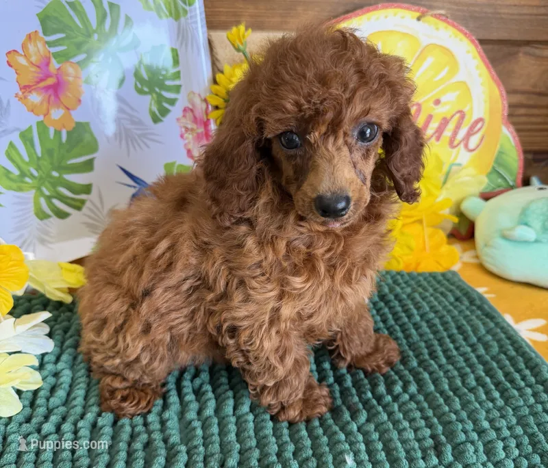 Cinders – Poodle - Toy  puppy for sale in Gaffney, SC