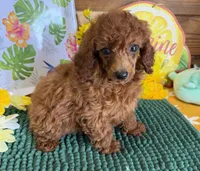 Cinders, a female Poodle - Toy  for sale in Gaffney, SC – 1 of 4
