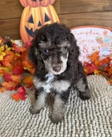 Lainey, a female Poodle - Miniature  for sale in Gaffney, SC – 3 of 4