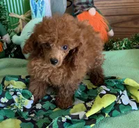 Landon, a male Poodle - Toy  for sale in Gaffney, SC – Photo 2 of 3