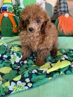 Landon, a male Poodle - Toy  for sale in Gaffney, SC – Photo 1 of 3