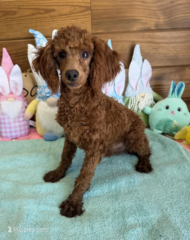 Landon – Poodle - Toy  puppy for sale in Gaffney, SC