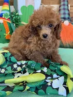 Landon, a male Poodle - Toy  for sale in Gaffney, SC – Photo 3 of 3