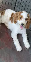 Rita, a female Miniature Goldendoodle for sale in Gaffney, SC – 4 of 7
