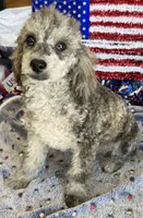 Puzzle, a male Poodle - Toy  for sale in Gaffney, SC – 4 of 5