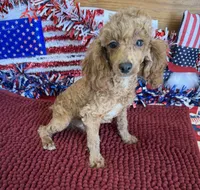 Finn, a male Poodle - Toy  for sale in Gaffney, SC – 5 of 6
