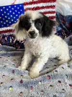Bandit, a male Poodle - Toy  for sale in Gaffney, SC – 5 of 7
