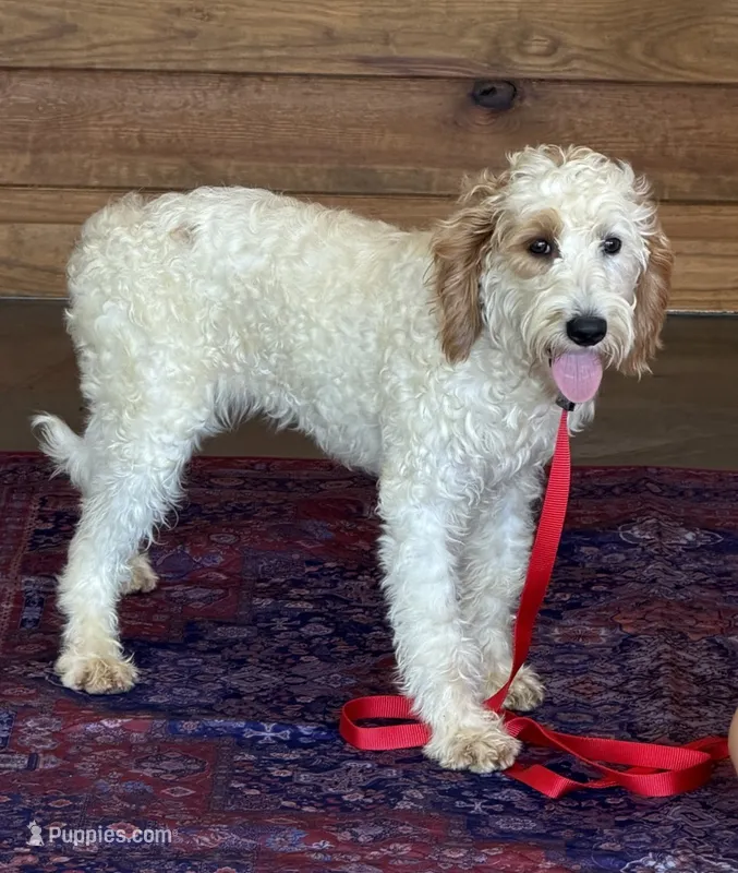Patty – Miniature Labradoodle puppy for sale in Gaffney, SC