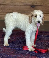 Patty, a female Miniature Labradoodle for sale in Gaffney, SC – 1 of 8